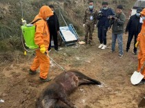 直击西吉野猪猎捕首日：有队伍一晚抓了三头野猪，突然降温增加猎捕难度