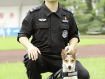 安徽4岁警犬出战全国赛，是首次亮相本土犬种之一