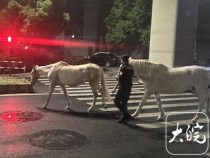 芜湖街头凌晨出现两匹白马 民警连夜交还失主