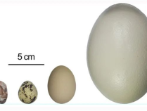 江西发现全球最小恐龙蛋化石：长轴仅2.9厘米 比鹌鹑蛋还小