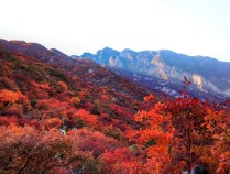 北京房山交警发布坡峰岭出行提示 红叶季交通指南