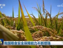 我国粮食安全保障能力不断增强