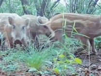 疯狂的野猪京郊频频撒野