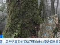 哀牢山里走着走着就遭遇浓雾 原始森林冒险需谨慎