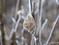 10月23日是霜降！今年冬天雨雪多不多？ 谚语预测冬暖