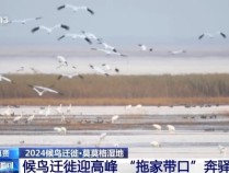 “拖家带口”奔驿站！吉林莫莫格湿地迎候鸟迁徙高峰