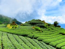 广西南宁市宾阳县——绿色能源驱动乡村焕新