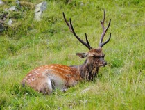 吉林白城一体化保护修复森林、草原和湿地