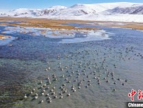 长江源头首处国际重要湿地十年间黑颈鹤种群稳中有升