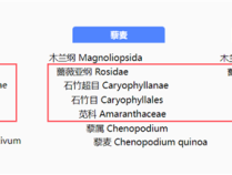 蛋白含量比鸡蛋高 膳食纤维比燕麦优秀！这种食材被严重忽视了