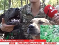 河南一地建17支狩猎队抓野猪！当地：野猪在河南无天敌，系合理合法捕杀