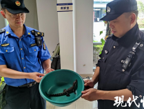 小鳄鱼现身苏州金鸡湖畔，已被民警用脸盆接走