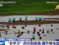 鄱阳湖候鸟“数不完 根本数不完”！是时候展现“黑科技”了