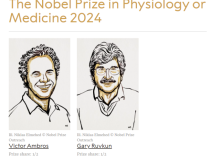 3名科学家分享2024年诺奖 microRNA研究新突破