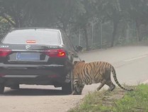 动物主题乐园自驾车辆遭老虎追咬 园区：有指挥车带队，车辆受损由园区投保修复