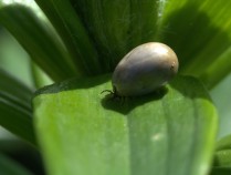 我国首次截获黑脊红蚁 严防生物入侵风险