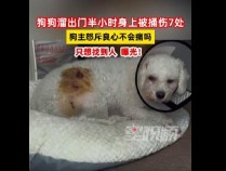 狗狗溜出门半小时身上被捅伤7处，主人怒报警