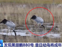 候鸟舞翩跹绘就秋日活力画卷 生态治理显成效共建美丽中国