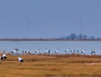 黑龙江扎龙湿地“护送”近5万只候鸟南迁