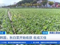 韩国政府每周进口200吨中国大白菜 缓解菜价高涨压力