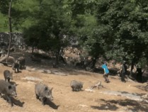 四川绵阳一景区可徒手抓野猪还能带走，景区称是人工散养