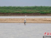 近4万羽！江西鄱阳湖南矶湿地越冬水鸟数量增加