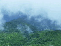 深山中什么样？擅自进山有多危险？有关哀牢山的疑问这篇都回答了