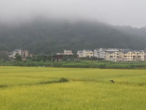 层林尽染秋意浓 鸟儿嬉戏稻田间 秋日绚烂多彩的锦绣画卷铺展开来