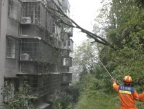 四川广安一棵10米高大树被大风吹倒砸到房屋，幸未造成人员伤亡