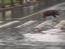 野猪冲进高校横冲直撞！还有猎犬在后面追，校方回应