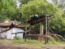 回家倒计时！“三小只”旅比大熊猫将于12月启程