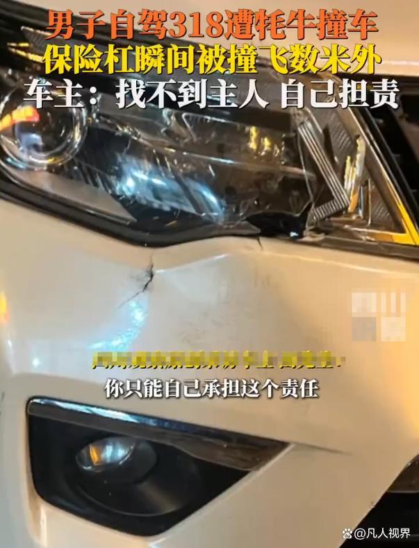 男子自驾遭牦牛撞车 自驾安全引热议