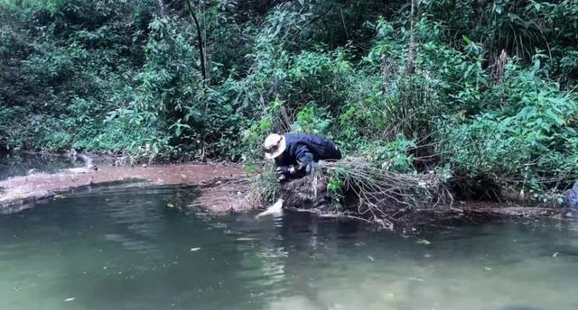 哀牢山爆火：内有大量珍稀野生动物