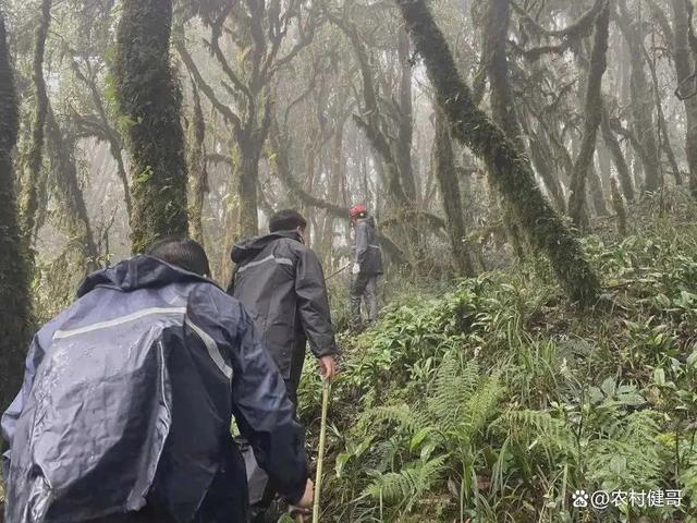 为什么说哀牢山是神秘又危险的禁区 探险者的终极考验