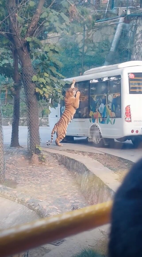 压迫感扑面而来！动物园老虎压住观光大巴群众惊叫