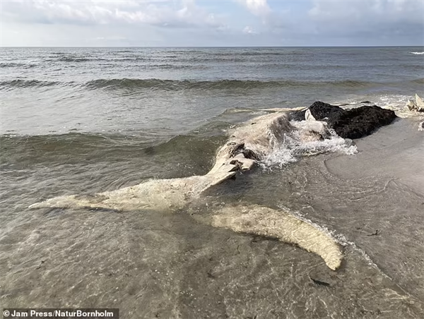 海滩惊现1.5米奇怪生物：以为是海蛇、实际是座头鲸的丁丁