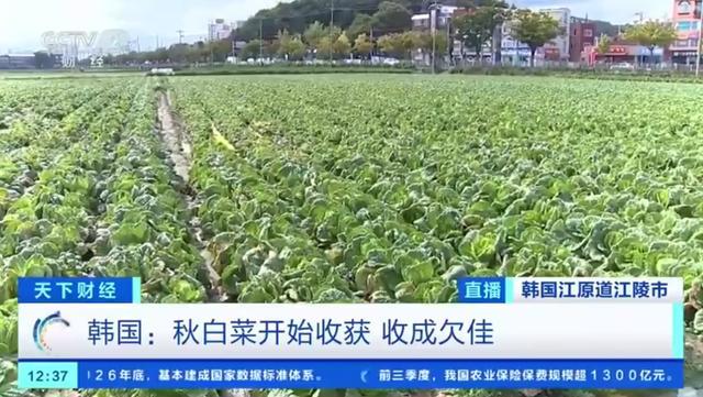 韩国政府每周进口200吨中国大白菜