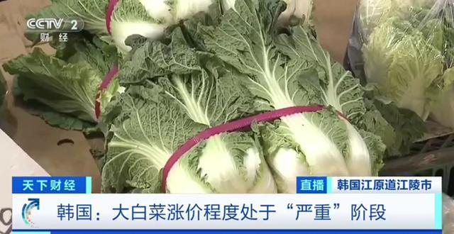 韩国政府每周进口200吨中国大白菜 缓解菜价高涨压力