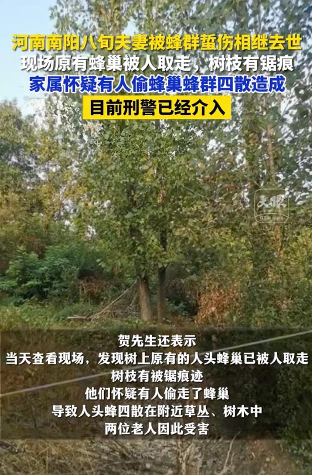 南阳一对八旬夫妇被蜇伤去世 人头蜂袭来，悲剧背后藏隐情？