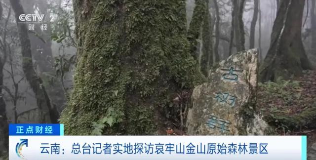 哀牢山里走着走着就遭遇浓雾