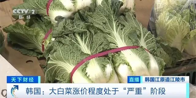 一棵46元！韩国每周从中国进口200吨大白菜 供应短缺致价格飞涨