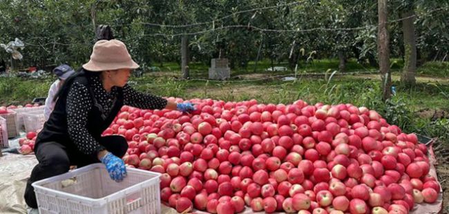 全国各地秋收好丰景 科技助农绘就丰收画卷