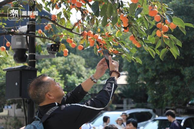 杭州满觉陇长满了人 桂花爆香迎客来