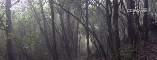 在哀牢山中遇到危险该如何自救 迷路求生指南