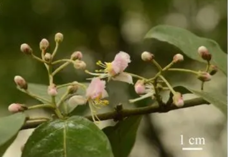 广西发现新物种阳朔风筝果：长在喀斯特石山上 数量极为稀少