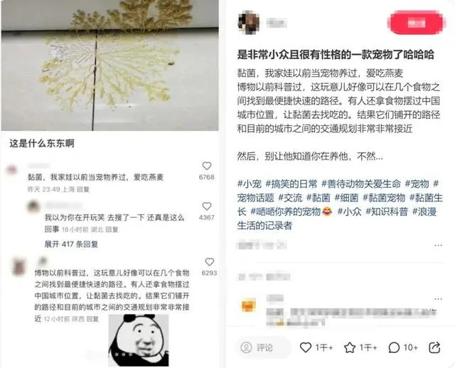 小学生开始流行养黏菌 年轻人养的黏菌是什么