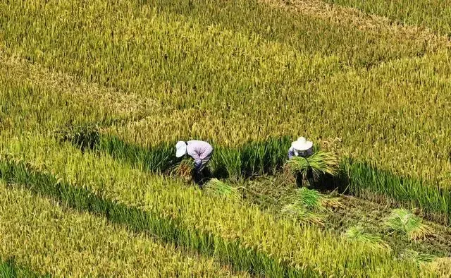 东方甄选主播回应穿鞋套割水稻 直播作秀引争议