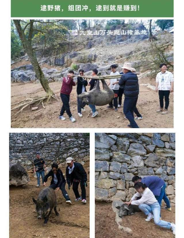 媒体评游客在景区抓“野猪”可带走 徒手逮猎引争议