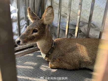 上海调皮獐出逃从浦东游到崇明 越狱獐子的奇妙旅程