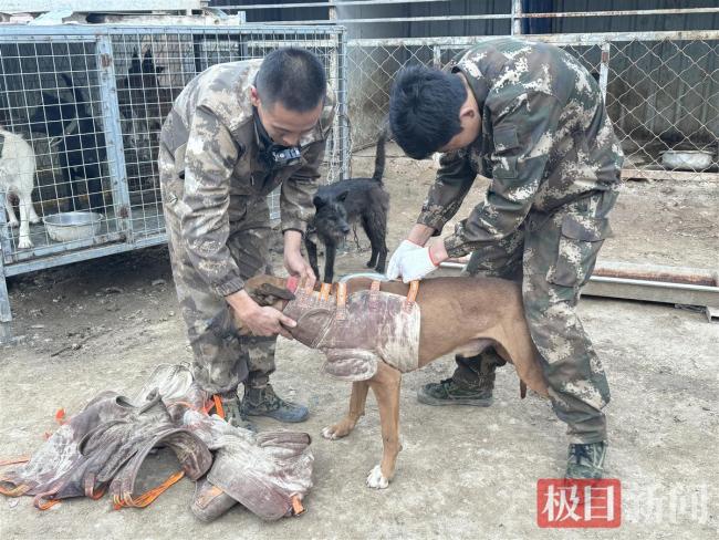 直击“赏金猎人”通宵捕野猪 应对野猪泛滥挑战